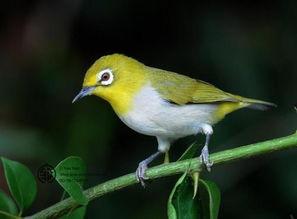 绣眼鸟吃田瓜会死吗视频,绣眼鸟食用田瓜致命之谜揭秘