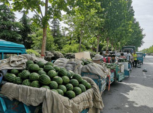 中牟县吃瓜事件视频,一场引发热议的网络风波