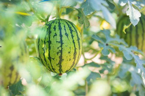 哪里吃热门瓜好吃呢视频,热门“哪里吃”视频推荐美食攻略