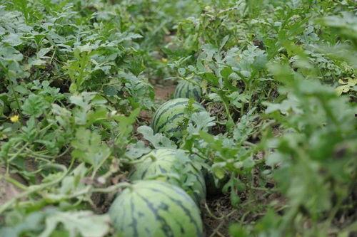 溧阳吃瓜视频大全,揭秘当地美食文化盛宴