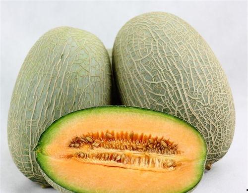 四龙吃哈密瓜视频,欢乐时光尽展和谐