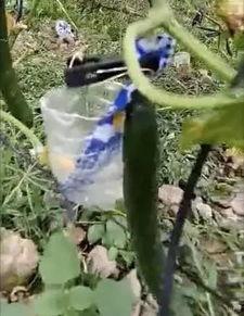 邳州最新吃瓜事件真相视频