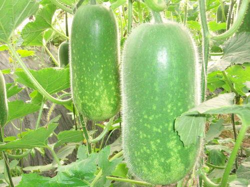 韩城吃瓜真相视频大全,视频大全深度解析