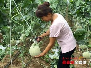 泰安东平吃瓜事件视频,一场网络热议的真相揭秘