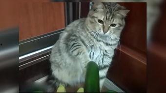 健身小猫吃瓜完整视频,萌宠健身日常大揭秘