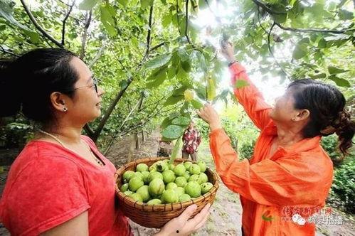 辉县吃瓜视频合集,揭秘当地生活百态