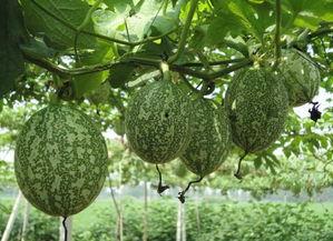 怎么切小吊瓜吃才好吃视频,美味吃法大揭秘